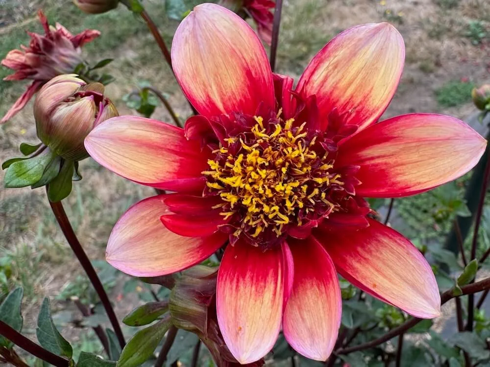 Dahlia 'Hypnotica Orange' (Hypnotica Orange Dahlia) — Northwest Blooms